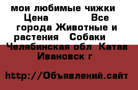 мои любимые чижки › Цена ­ 15 000 - Все города Животные и растения » Собаки   . Челябинская обл.,Катав-Ивановск г.